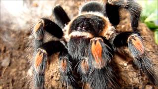 Brachypelma smithi and Brachypelma auratum comparison [upl. by Niro]