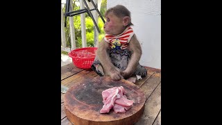 See this funny monkey Icy Is Eating Snack Under The Tree cute monkey animals eating [upl. by Abell]