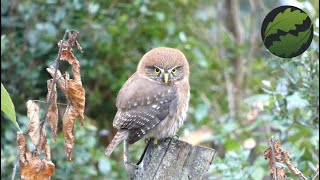 Chuncho Glaucidium nana Aves de Chile [upl. by Dreda]