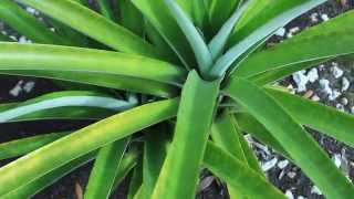 EDIBLE BROMELIAD PLANT WHAT A TROPICAL TASTY TREAT [upl. by Mccafferty]