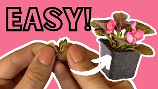 Easy Begonia Propagation from Seed [upl. by Alleinad]