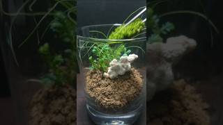 Making mini forest in a glass🏞️🍀shorts moss terrarium indoorgarden tabledecor satisfying [upl. by Adirahs]