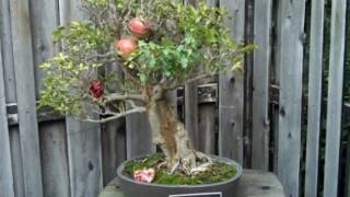 Punica Granatum nana Bonsai Tree [upl. by Nnylyt]