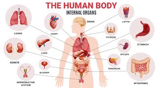 Parts of the Body in English Internal Organs  English Vocabulary [upl. by Sil]