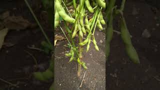 करिश्मा soybean [upl. by Niroc]