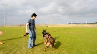 Two years in 5 minutes  raising a Belgian Malinois [upl. by Maggs287]