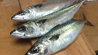 鯖のさばき方～しめ鯖の作り方と握り 寿司屋の仕込み how to fillet a mackerel and make sushi and shimesaba [upl. by Htebaile]