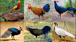 All Breed Pheasant Farm jungle fowl Murgi Dekhne Tater Sound Chand Chakor Chiks Hsn Entertainment [upl. by Eceirehs]