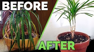 Houseplant Care Bring Your Houseplant Back to Life [upl. by Anwahsed]