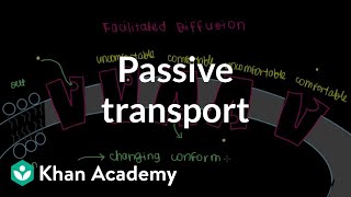 Passive Transport by Facilitated Diffusion  Cells  MCAT  Khan Academy [upl. by Lamahj788]