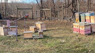 Building beehives live [upl. by Achorn]