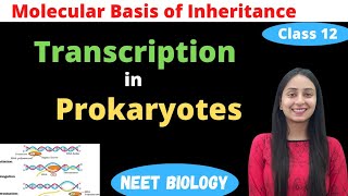 Transcription in Prokaryotes  Class 12 Genetics  NEET Biology [upl. by Ahdar]