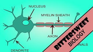 Action Potential Explained  The Neuron [upl. by Trebleht798]