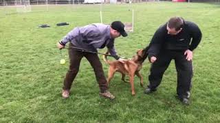 Personal protection dog training [upl. by Mehelhteb]