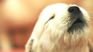 Top 10 Cutest Puppies Howling Compilation 2015 [upl. by Annehs597]