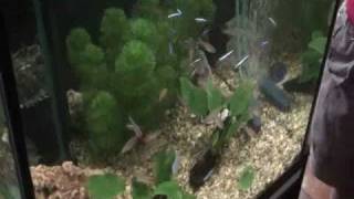 Cardinal Tetra  Rummy Nose  Harlequin Rasbora Tank [upl. by Nesila]