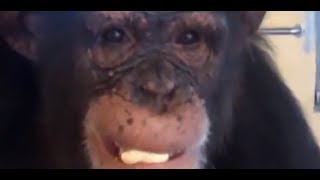 Save the Chimps  Chimp Personalities [upl. by Eilliw135]