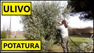 COME E QUANDO potare lULIVO proveniente da capitozzatura non ad OTTOBRE  Tutorial Potatura [upl. by Martina73]