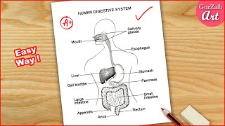 Human Digestive system Labelled Diagram Drawing  easy  step by step [upl. by Yrol]