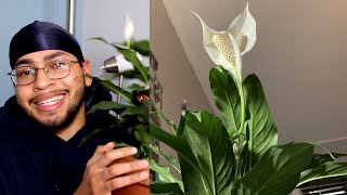 Peace Lily Spathiphyllum Care Guide [upl. by Phyllida699]