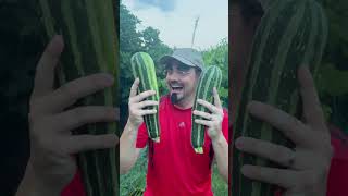 Quand récolter les courgettes au jardin potager  potager jardin légumes permaculture [upl. by Cinemod]