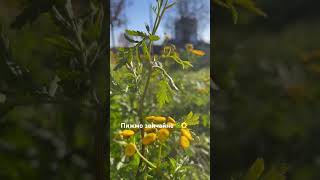 Tanacetum vulgare🌼plants 🌿nature💚ukraine🇺🇦video vlog garden [upl. by Namreg469]