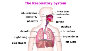 The Respiratory System [upl. by Trutko224]