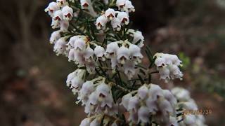 Erica arborea tree heath giant heather [upl. by Yboj]