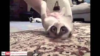 Epic Funny Cats  Cute Cats Compilation  60 minutes HDHQ [upl. by Battista]