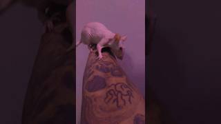 Hairless Rat petrat rat rodent mice pet cutepet viral capybara india [upl. by Liauqram]