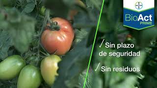 BIOACT® Prime la respuesta biológica contra los nemátodos 🍅🐛 Bayer Crop Science [upl. by Polivy]