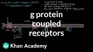 G Protein Coupled Receptors  Nervous system physiology  NCLEXRN  Khan Academy [upl. by Anegal]