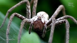 quotGuardian Spiderquot  Nursery Web Spider Pisaura mirabilis  Animalia Kingdom Show [upl. by Dyann]