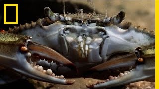 Animal Attack Blue Crab vs Clam  National Geographic [upl. by Zetram]