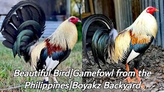 Beautiful BirdGamefowl from the PhilippinesBoyakz Backyard [upl. by Enellij]