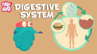 Digestive System  The Dr Binocs Show  Learn Videos For Kids [upl. by Arabele273]