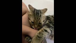 Nibbly Bunny Kick 🐱 Neko Cat Cats CatLover CatVideos AmericanShortHair BunnyKick [upl. by Hgielah248]