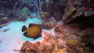 Bonaire Damselfish Attack  Scuba Diving [upl. by Towne]