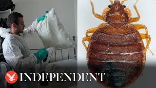 Pest control technician fumigates apartment as bedbug infestation sweeps Paris [upl. by Ttesil]