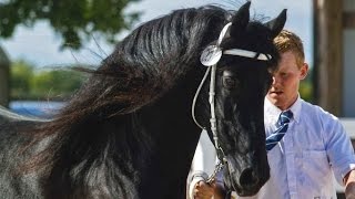 BLACK PEARL FRIESIANS AT TRAILS END FARM [upl. by Aivatahs]