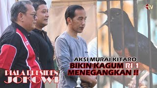 Presiden JOKOWI Kagum Liat KITARO Juara 1 Murai BnR [upl. by Anette37]