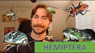 Hemiptera The True Bugs  Order Spotlight [upl. by Alleuqram]