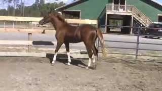 Smoke Tree Shameful Thief  2012 Sec B Welsh Colt  Oct 2013 [upl. by Waylon]