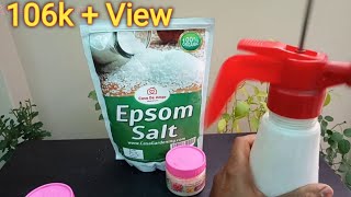 How to Use Epsom salt for Plants good health for Plants Organic fertilizer [upl. by Banwell]