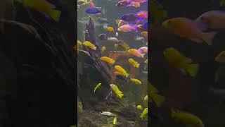 Color fish🥰viralvideo trendingshorts shortsfeed reels [upl. by Oicapot]