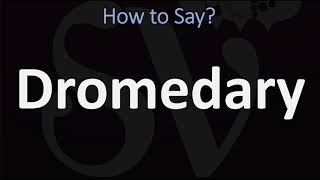 How to Pronounce Dromedary 2 WAYS British Vs USAmerican English Pronunciation [upl. by Utica]