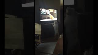 Dog barking at dog barking at movie Funny Jack Russell [upl. by Alyaj]