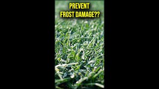 Can You PREVENT Frost Damage On Your Lawn [upl. by Caraviello]