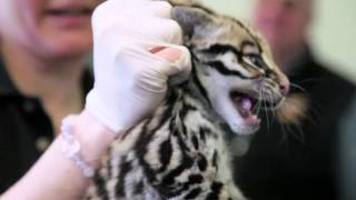 Rare Brazilian Ocelot Born [upl. by Yuhas]