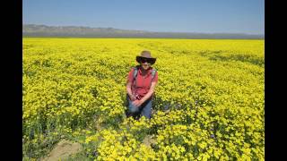 Carrizo Plain Superbloom April 10 2017 [upl. by Akirahs360]